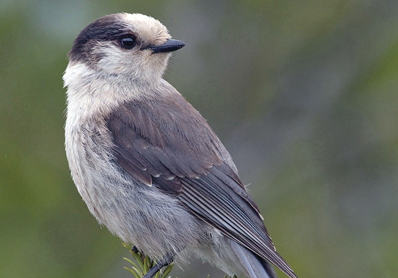 Gray jay