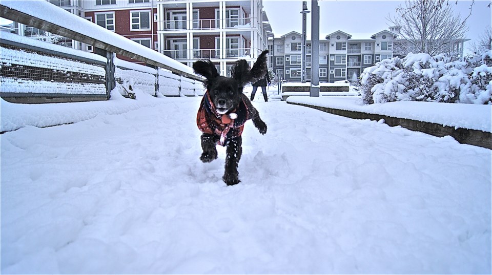 snow steveston