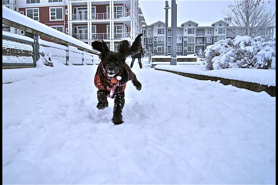 A dog frolics in the snow in Steveston. Feb.25, 2016.