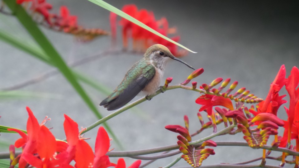 hummingbird