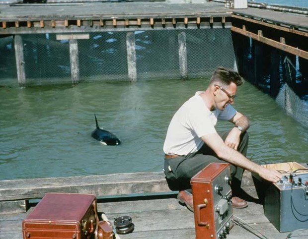 Vancouver Aquarium’s Vince Penfold records Moby Doll’s vocalizations in an enclosure at Jericho in 1964.