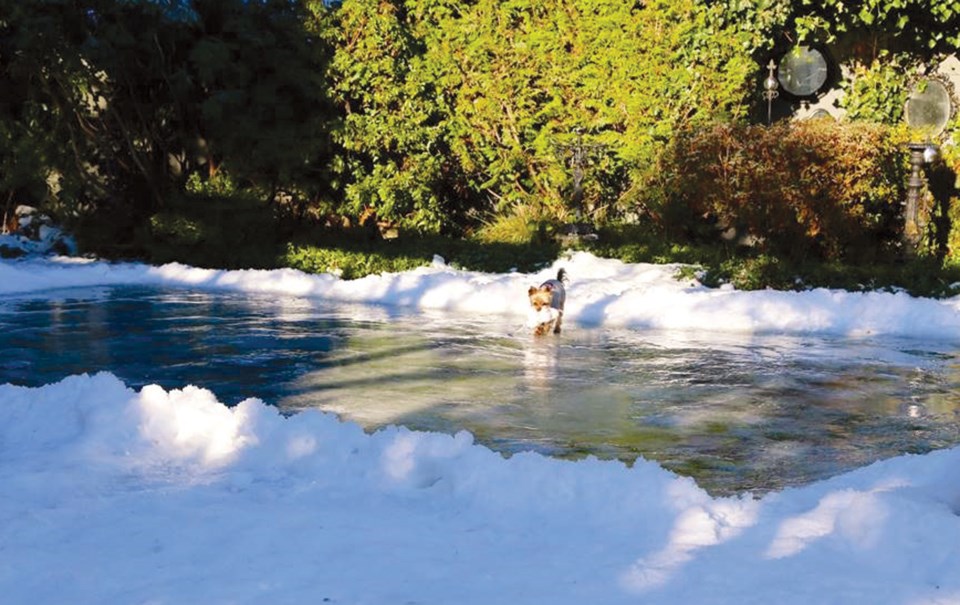 dog on rink