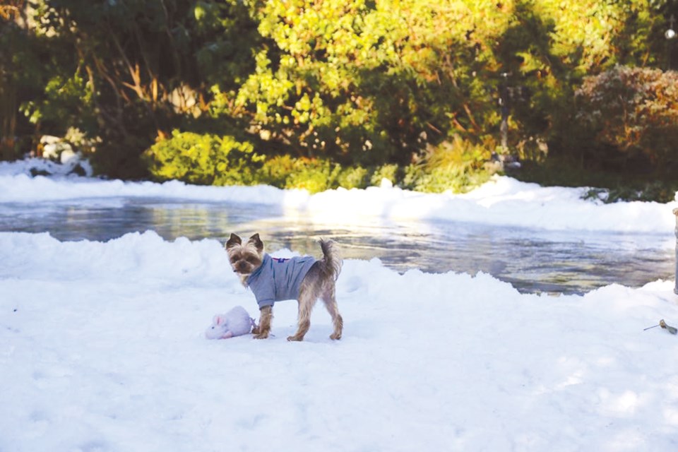 dog on rink
