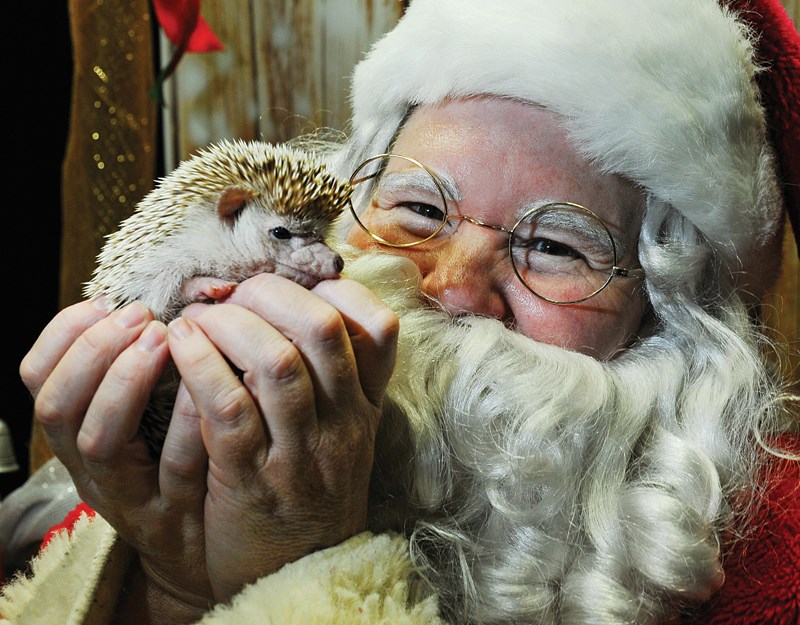 santa and hedgehog