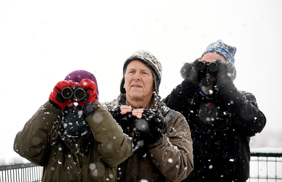 Bird Count
