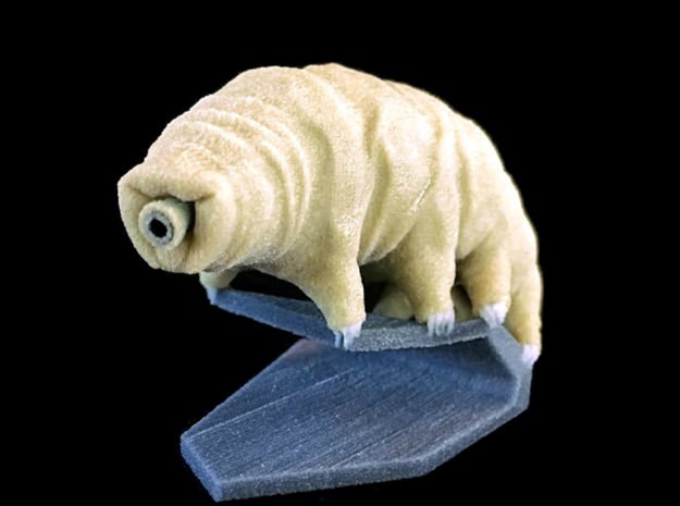 tardigrade