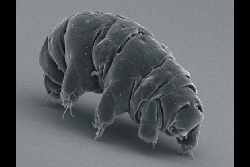 The tardigrade (pronounced tar-dee-grade) is an itty-bitty creature with eight legs that looks like an air mattress with an attached vacuum cleaner nozzle. It’s almost invisible and nearly indestructible. It’s commonly found in mosses, lichen and damp outdoor spaces.