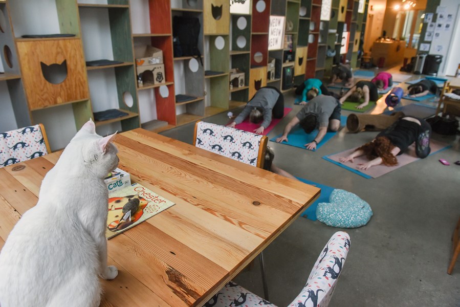 Powder watched a Cats on Your Mats class from a safe distance at Catfé in February. The white cat is part of the feline crew provided by the SPCA that lives at the cat café until, hopefully, adopted.