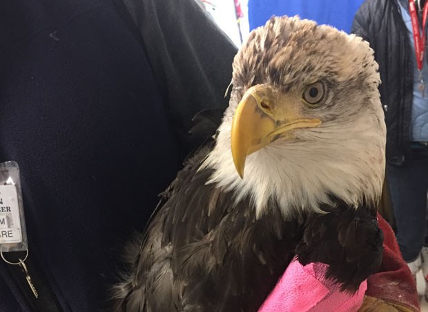 Flash, a male eagle, was recently electrocuted when it hit some power lines in Delta. Orphaned Wildlife Rehabilitation Society, which is caring for the bird, said Flash is one of 47 birds that have been injured or killed in 2016.