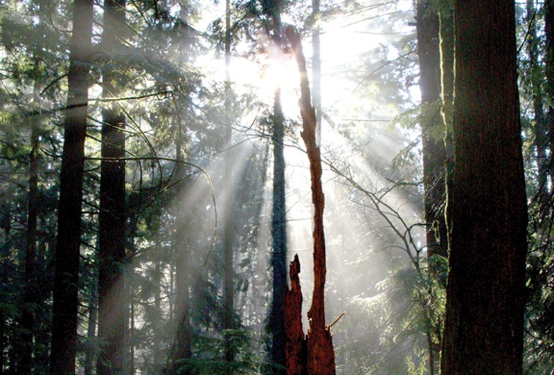 sunlight in forest