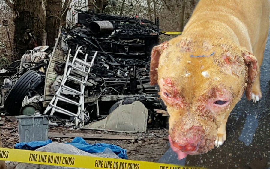 Isabelle the pit-bull suffered second-degree burns during her owner's trailer fire before Christmas