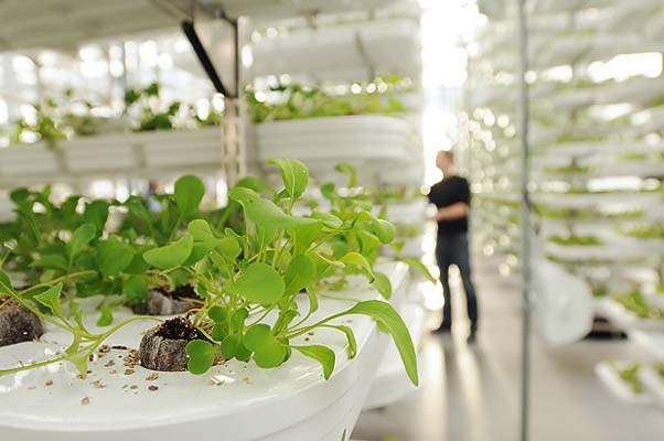 The city's first vertical garden is on the top floor of the parkade at 535 Richards St. The high-density urban farming system grows more than 10 times the produce of an equivalent field and uses less than one-tenth the water and fertilizer. Several varieties of vegetables are grown, such as basil, arugula, kale, spinach and a salad mix, which is a mixture of lettuce.