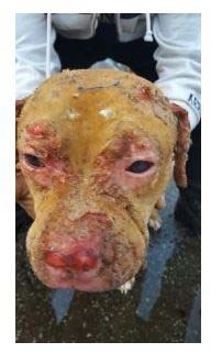 Update: Burned pit-bull getting better_3