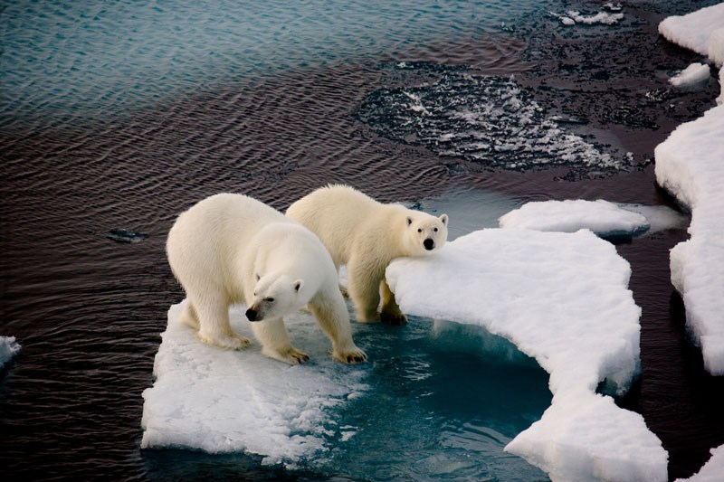 0105 SUZUKI polar bears iStock