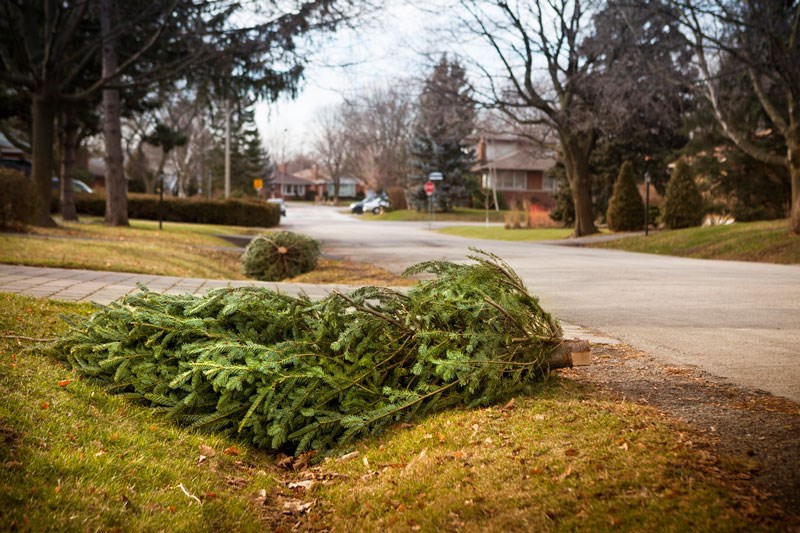 0105 Christmas tree recycling compost iStock