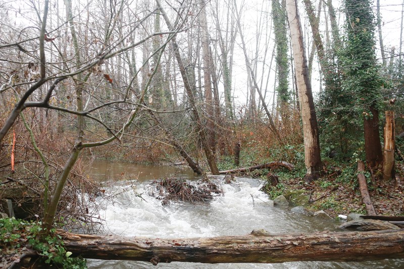 beaver damage