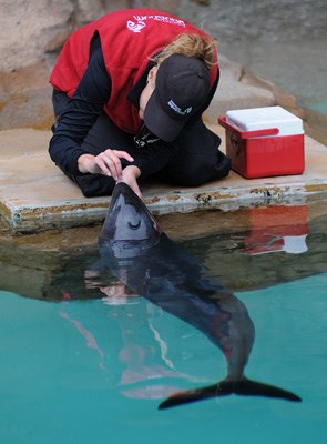 Daisy, a harbour porpoise, is included in a new exhibit at the Vancouver Aquarium focusing on rescued marine animals.