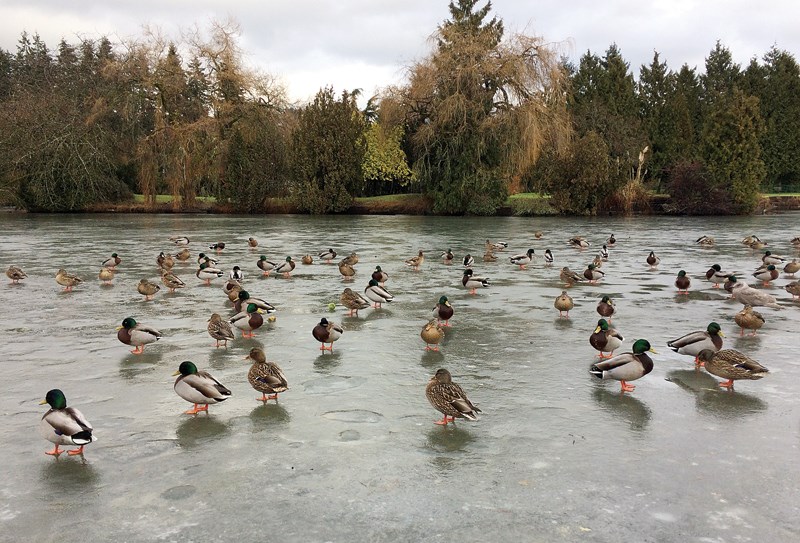 duck pond