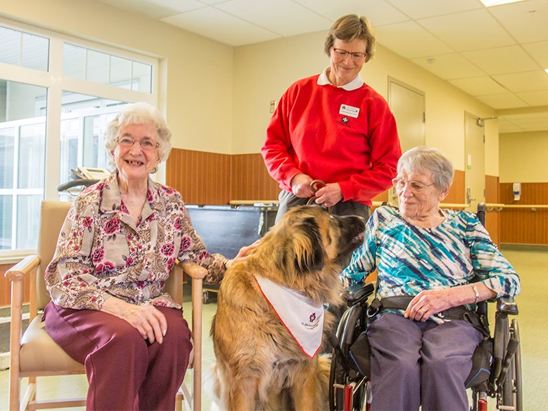 therapy dogs