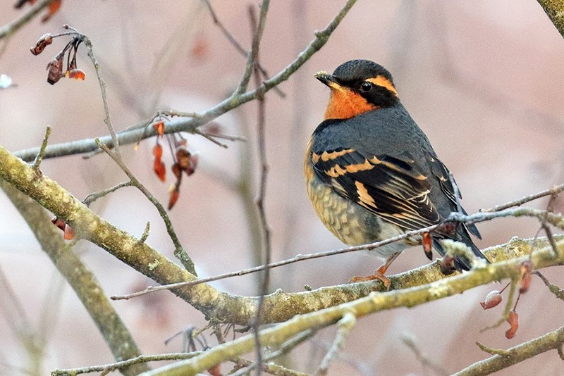 Varied thrush