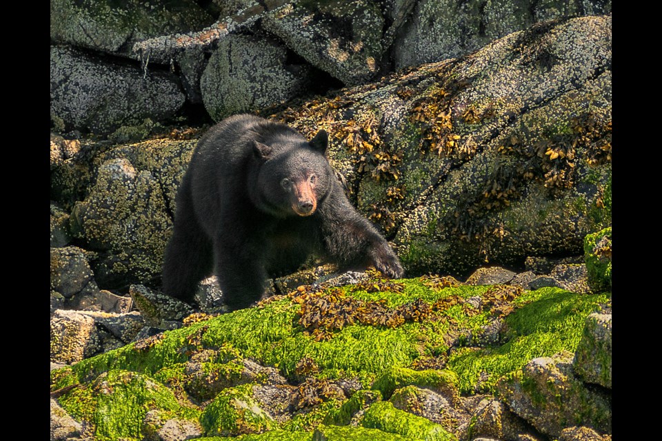 Devin McKay's Out of the Forest is one of the images that will be featured in the Burnaby Photographic Society's showcase night.