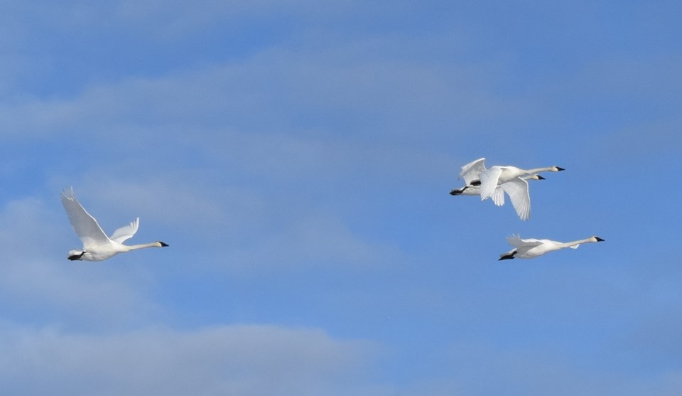 swan 2