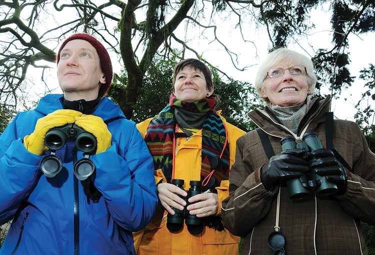 bird count