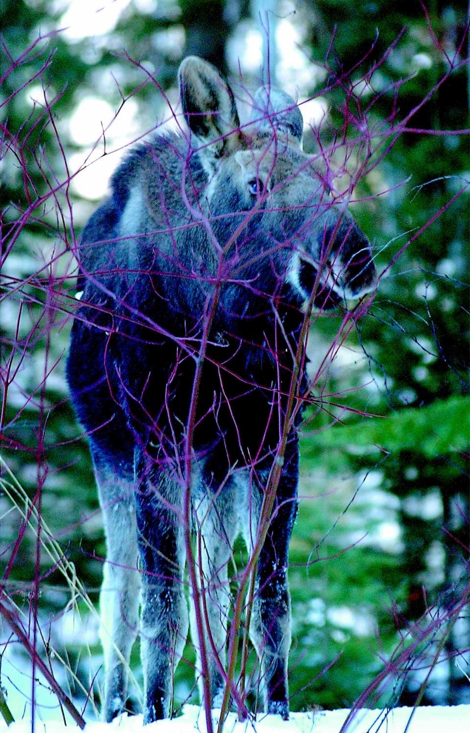 moose-tick-survey.20_119201.jpg