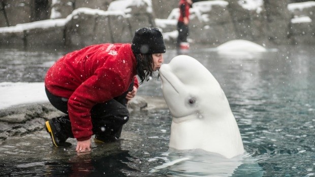 beluga whale