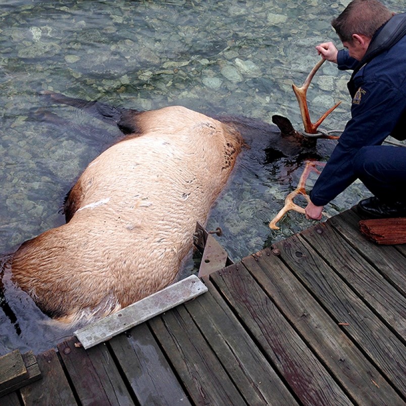 Poached elk