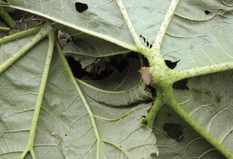 leaves