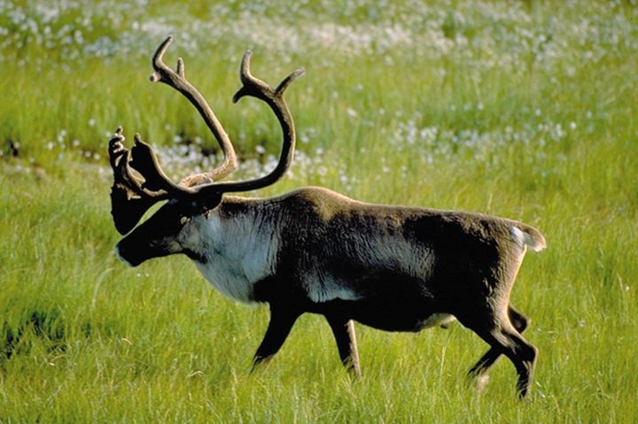 caribou-recovery-program.03.jpg