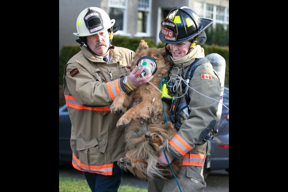 Oak Bay Fire Chief Dave Cockle, left, and firefighter Daniel Adam carry a dog rescued from a fire that ravaged a house in the 900-block of Transit Road on Thursday. The homeowner ran back inside to save his unconscious dog, but firefighters pulled the man back and brought the animal to safety. Firefighters revived the dog using an oxygen mask specially designed for pets, Cockle said.