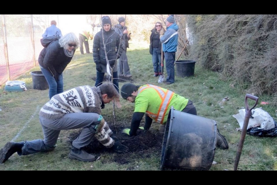 Volunteers plant three community apple trees near the Ernest Todd Playground in James Bay on Wednesday.