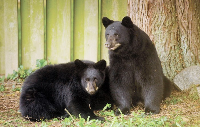 Coquitlam has been officially designated a Bear Smart community.