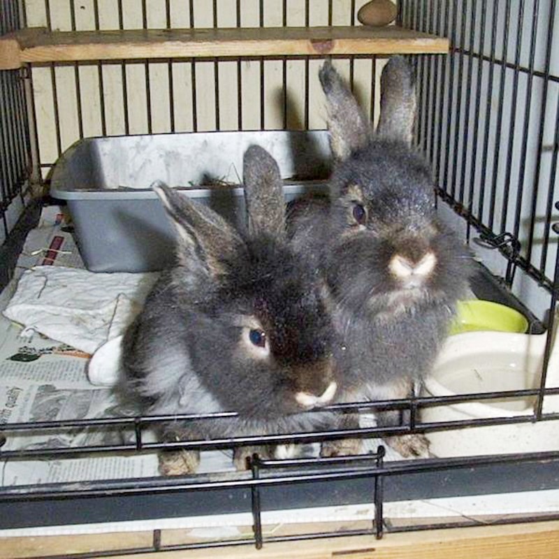 westender-pets-rabbits