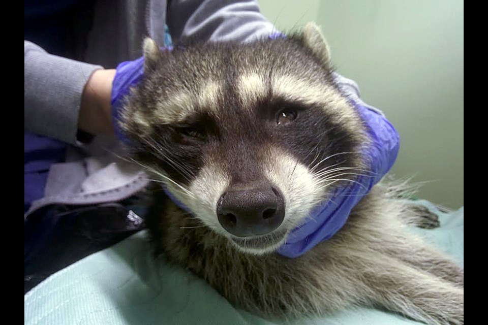 A young raccoon was found with his front paw caught in a rat trap in North Burnaby. He was taken to the Wildlife Rescue Association of B.C. in Burnaby, but the damage was too severe and he had to be euthanized.