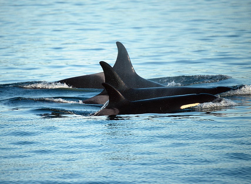 orcas