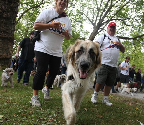 Scotiabank & BC SPCA Paws for a Cause walk at Stanley Park.
