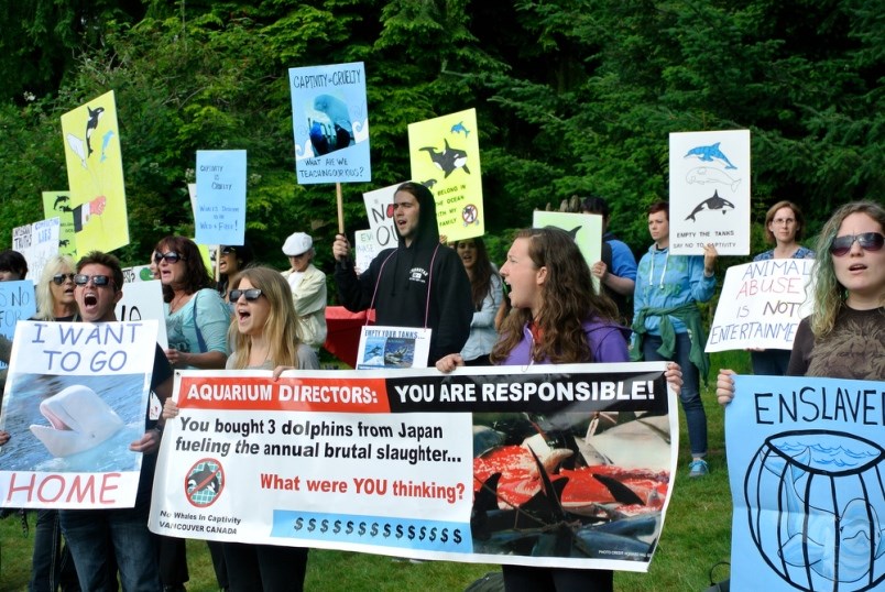 Members of groups such as the Sea Shepherds and No Whales in Captivity have protested outside the aq