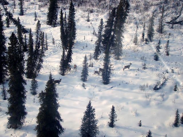 Caribou numbers are showing signs of improvement, but wildlife advocates are divided over the wolf cull’s role in that stabilization.