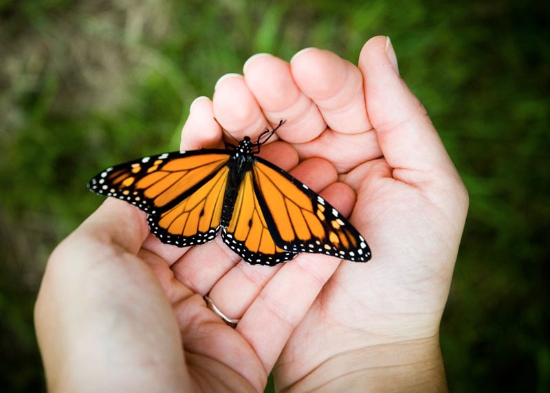 0223 SUZUKI monarch butterfly iStock