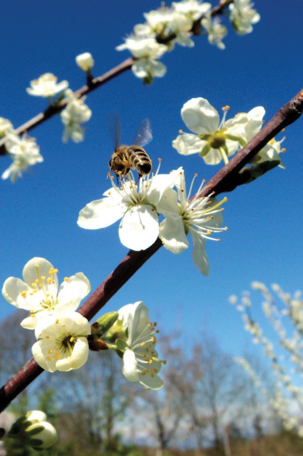 pollinator