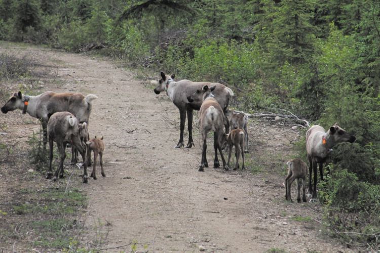 caribou.24_2232017.jpg