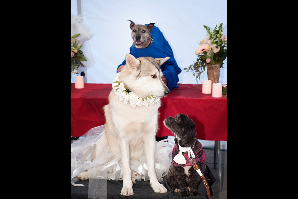 Dog bride Kaoru and Riley, the dog groom, at the Canine Valley dog wedding held at the Spice Root restaurant.