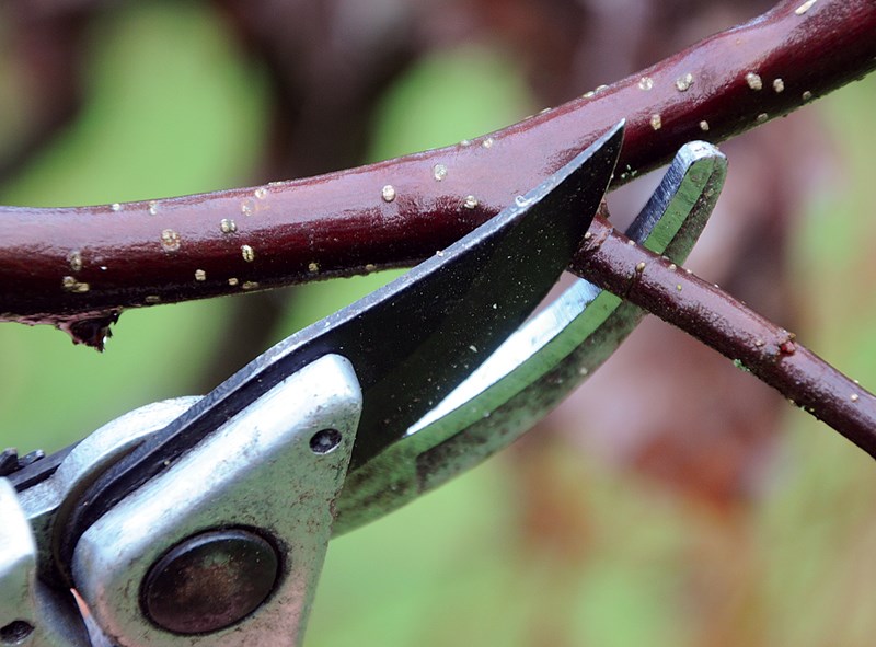 pruning fruit trees