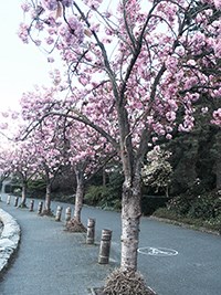 cherry trees