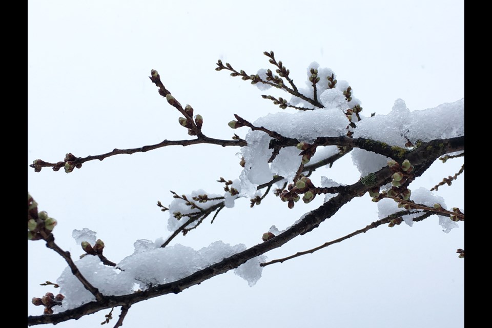 In March, Vancouverites are supposed to be taking pbotos of blossoming cherry trees.