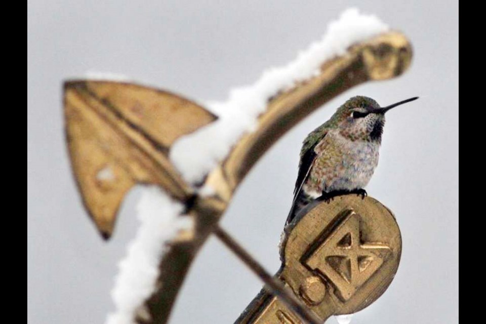The Anna's hummingbird is now a year-round resident of Metro Vancouver.