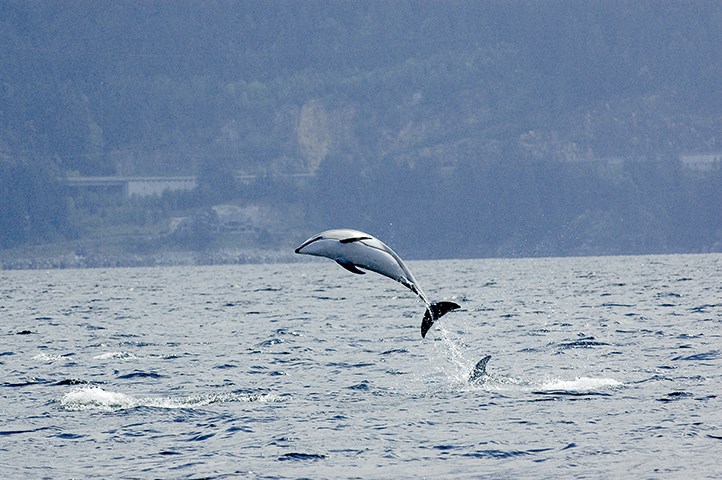 dolphin